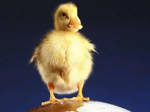 duckling, globe