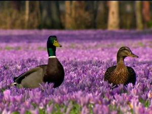 Two, ducks, Flowers, crocuses, purple