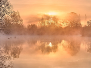 trees, Sunrise, Fog, Pond - car, morning, viewes, ducks
