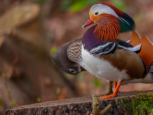 ducks, mandarin