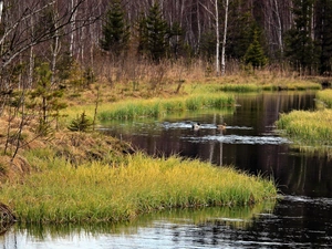 ducks, forest, River