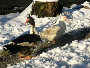 ducks, snow