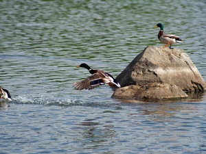 wild, water, Stone, ducks