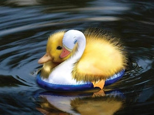 Ducky, water