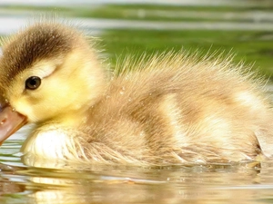 Ducky