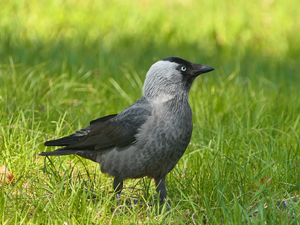 Dun Crow, Bird