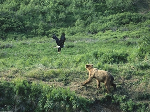 Bear, eagle, American Bald Eagle