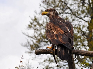 eagle, branch