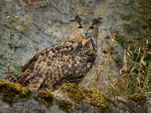 Moss, Plants, Eurasian Eagle-Owl, Rocks, owl