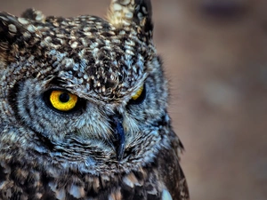 eagle-owl, Eyes