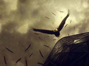 eagle, feather