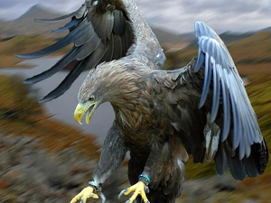 eagle, hunting