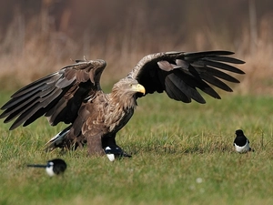 eagle, magpies