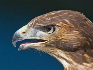 eagle, nose