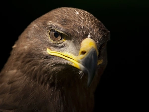 eagle, nose