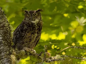 Bird, eagle-owl, Twigs, owl