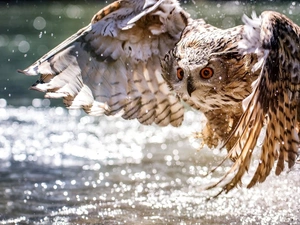 water, Splash, owl, eagle-owl, The flying