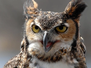 eagle-owl