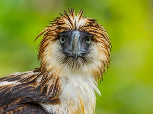 Philippine Eagle, Philippine Eagle