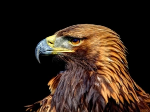 Eagle Front, profile