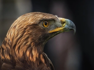 Eagle Front, profile
