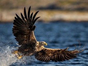 Eagle Front, water