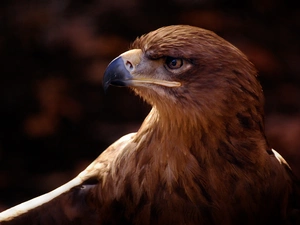eagle