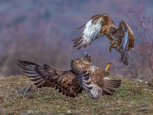 Two cars, Golden Eagles, Fight, birds