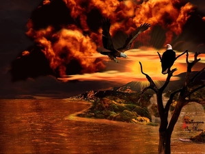 clouds, Eagles, Bald Eagles, Great Sunsets