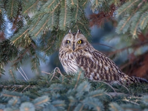 Twigs, needle, Short-eared Owl, trees, owl
