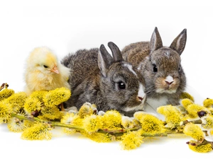 Easter, rabbits, chicken