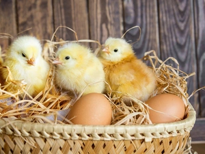 chickens, eggs, Easter, basket