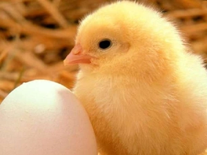 Easter, chicken, egg