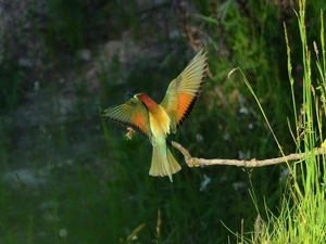 bee-eater, branch, grass, wings