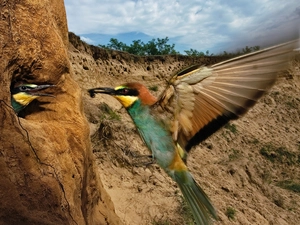 food, hollow, bee-eater