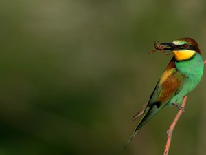 Insect, Bird, bee-eater