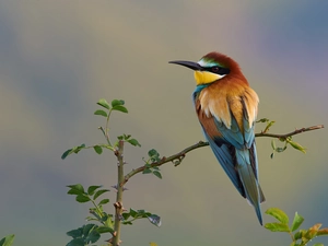 twig, Bird, bee-eater