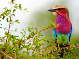 Twigs, Bird, bee-eater