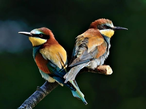 bee-eater, Two cars, birds