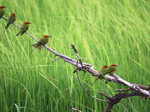 Bee-eaters, an, limb, seating