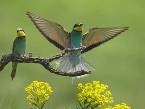branch, Two, Bee-eaters