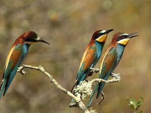 twig, Three, Bee-eaters