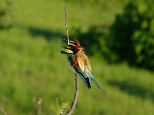 twig, Two, Bee-eaters