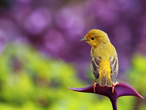 egret, birdies, Warbler