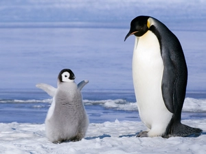 Emperor Penguins, snow