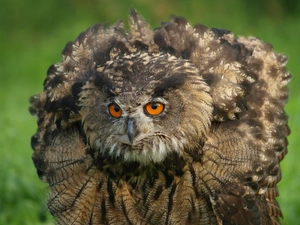 erect, eagle-owl