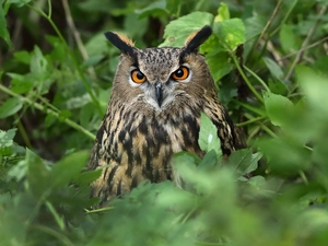 owl, Leaf, blur, Eurasian Eagle-Owl