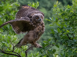owl, trees, Leaf, Eurasian Eagle-Owl