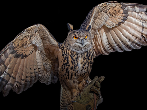 spread, wings, owl, Eurasian Eagle-Owl, Bird