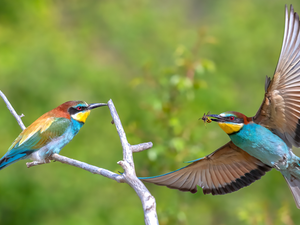 European bee-eater, Two cars, wings, Twigs, spread, birds